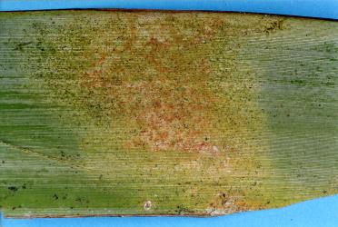 New Zealand flax, Phormium tenax (Hemerocallidaceae) leaf with feeding damage from a colony of flax spidermites, Tetranychus moutensis (Acari: Tetranychidae). Creator: Nicholas A. Martin. © Plant & Food Research. [Image: 2HRS]