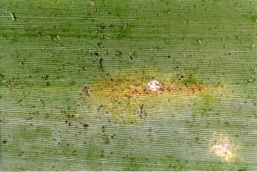 Colony of flax spidermites, Tetranychus moutensis (Acari: Tetranychidae) by a scale insect on a leaf of New Zealand flax, Phormium tenax (Hemerocallidaceae). Creator: Nicholas A. Martin. © Plant & Food Research. [Image: 2HRT]