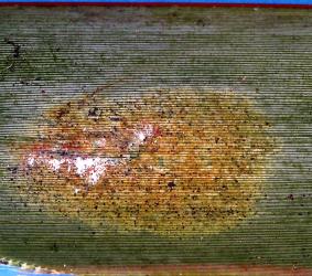 Colony of flax spidermites, Tetranychus moutensis (Acari: Tetranychidae) around scale insects on a leaf of New Zealand flax, Phormium tenax (Hemerocallidaceae). Creator: Nicholas A. Martin. © Plant & Food Research. [Image: 2HRU]