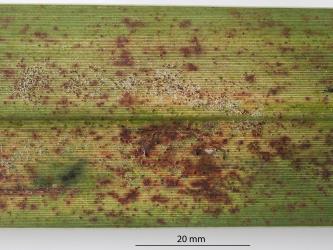 Colony of flax spidermites, Tetranychus moutensis (Acari: Tetranychidae) on a leaf of New Zealand flax, Phormium tenax (Hemerocallidaceae). Creator: Tim Holmes. © Plant & Food Research. [Image: 2HRX]