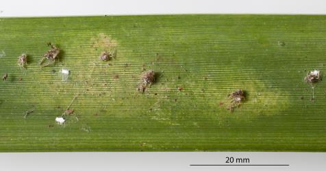 Colony of flax spidermites, Tetranychus moutensis (Acari: Tetranychidae) formed around passion vine hopper moulted skins on a leaf of New Zealand flax, Phormium tenax (Hemerocallidaceae). Creator: Tim Holmes. © Plant & Food Research. [Image: 2HRY]
