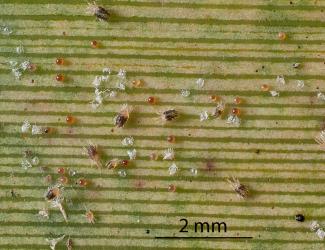 Eggs, juveniles and adult flax spidermites, Tetranychus moutensis (Acari: Tetranychidae) on a leaf of New Zealand flax, Phormium tenax (Hemerocallidaceae). Creator: Tim Holmes. © Plant & Food Research. [Image: 2HS1]