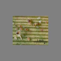 Eggs, larvae and nymphs of flax spidermites, Tetranychus moutensis (Acari: Tetranychidae) on leaf of New Zealand flax, Phormium tenax (Hemerocallidaceae). Creator: Tim Holmes. © Plant & Food Research. [Image: 2HS3]
