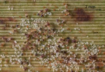 Colony of flax spidermites, Tetranychus moutensis (Acari: Tetranychidae) on a leaf of New Zealand flax, Phormium tenax (Hemerocallidaceae). Creator: Tim Holmes. © Plant & Food Research. [Image: 2HS4]