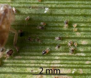 Juvenile flax spidermites, Tetranychus moutensis (Acari: Tetranychidae) by insect skin on a leaf of New Zealand flax, Phormium tenax (Hemerocallidaceae): note the pale areas of leaf where mites have been feeding. Creator: Tim Holmes. © Plant & Food Research. [Image: 2HS6]