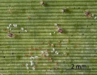 Eggs, larvae, nymphs and moulted skins of flax spidermites, Tetranychus moutensis (Acari: Tetranychidae) on leaf of New Zealand flax, Phormium tenax (Hemerocallidaceae). Creator: Tim Holmes. © Plant & Food Research. [Image: 2HS7]