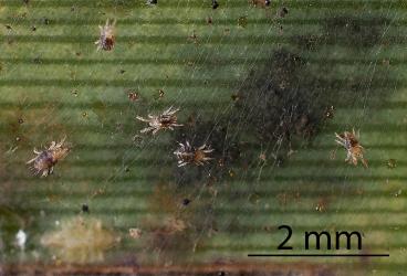 Adult female and male (right) flax spidermites, Tetranychus moutensis (Acari: Tetranychidae) on webbing formed by the colony on a leaf of New Zealand flax, Phormium tenax (Hemerocallidaceae). Creator: Tim Holmes. © Plant & Food Research. [Image: 2HS8]