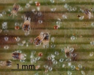 Flax spidermites, Tetranychus moutensis (Acari: Tetranychidae) in webbing formed by the colony on a leaf of New Zealand flax, Phormium tenax (Hemerocallidaceae. Creator: Tim Holmes. © Plant & Food Research. [Image: 2HS9]
