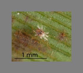 Juvenile flax spidermite, Tetranychus moutensis (Acari: Tetranychidae) on a leaf of New Zealand flax, Phormium tenax (Hemerocallidaceae). Creator: Tim Holmes. © Plant & Food Research. [Image: 2HSA]