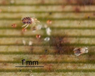 Adult female flax spidermite, Tetranychus moutensis (Acari: Tetranychidae) showing dorsal body hairs. Creator: Tim Holmes. © Plant & Food Research. [Image: 2HSB]