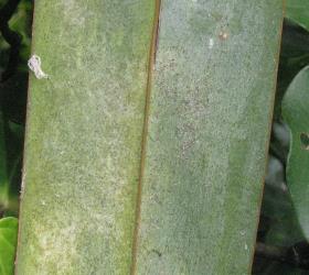 Colony of flax spidermites, Tetranychus moutensis (Acari: Tetranychidae) on a leaf of New Zealand flax, Phormium tenax (Hemerocallidaceae). Creator: Nicholas A. Martin. © Nicholas A. Martin. [Image: 2HSJ]