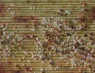 Colony of flax spidermites, Tetranychus moutensis (Acari: Tetranychidae) on a leaf of New Zealand flax, Phormium tenax (Hemerocallidaceae). Creator: Tim Holmes. © Plant & Food Research. [Image: 2HSK]