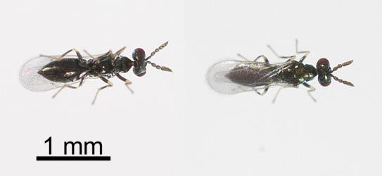 Underside (left) and upper side (right) of an adult Diglyphus isaea (Walker, 1838) (Hymenoptera: Eulophidae), an ectoparasite of larvae of leafminer flies (Diptera: Agromyzidae). Creator: Tim Holmes. © Plant & Food Research. [Image: 2HWU]