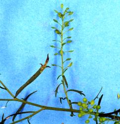 Leaf mine in narrow-leaved cress, Lepidium pseudotasmanicum (Cruciferae), made by larvae of cabbage leafminer, Liriomyza brassicae (Diptera: Agromyzidae). Creator: Nicholas A. Martin. © Plant & Food Research. [Image: 2HXK]
