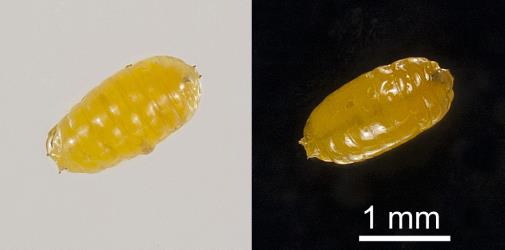 Puparium of cabbage leafminer, Liriomyza brassicae (Diptera: Agromyzidae). Creator: Tim Holmes. © Plant & Food Research. [Image: 2HXV]
