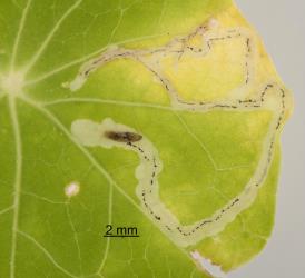 Larvae of cabbage leafminer, Liriomyza brassicae (Diptera: Agromyzidae) in leaf mine in garden nasturtium, Tropaeolum majus (Tropaeolaceae): note the serpentine pattern of the mine. Creator: Tim Holmes. © Plant & Food Research. [Image: 2HXW]