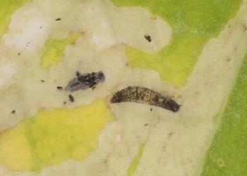 Dead larval skin of cabbage leafminer, Liriomyza brassicae (Diptera: Agromyzidae) and parasitoid pupa in leaf mine in garden nasturtium, Tropaeolum majus (Tropaeolaceae). Creator: Tim Holmes. © Plant & Food Research. [Image: 2HXY]