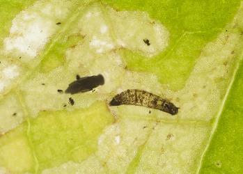 Dead larval skin of cabbage leafminer, Liriomyza brassicae (Diptera: Agromyzidae) and parasitoid pupa in leaf mine in garden nasturtium, Tropaeolum majus (Tropaeolaceae). Creator: Tim Holmes. © Plant & Food Research. [Image: 2HXZ]