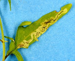 Serpentine leaf mine in hedge mustard, Sisymbrium officinale (Cruciferae), made by larvae of cabbage leafminer, Liriomyza brassicae (Diptera: Agromyzidae). Creator: Nicholas A. Martin. © Plant & Food Research. [Image: 2HY6]