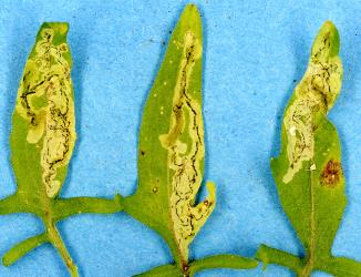 Serpentine leaf mines in hedge mustard, Sisymbrium officinale (Cruciferae), made by larvae of cabbage leafminer, Liriomyza brassicae (Diptera: Agromyzidae). Creator: Nicholas A. Martin. © Plant & Food Research. [Image: 2HY7]