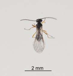 Adult pupal parastioid, Opius sp. (Hymenoptera: Braconidae), of cabbage leafminer, Liriomyza brassicae (Diptera: Agromyzidae). Creator: Tim Holmes. © Plant & Food Research. [Image: 2HYD]