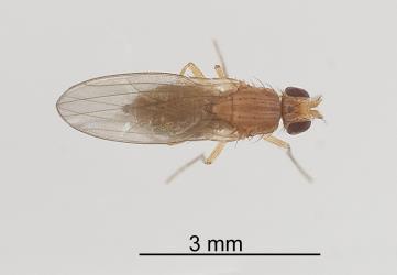 Adult of the turnip leafminer, Scaptomyza flava (Fallen, 1823) (Diptera: Drosophilidae). Creator: Tim Holmes. © Plant & Food Research. [Image: 2HYI]