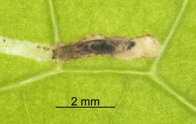 Internal parasitoid larva (dark oval) in larvae of the New Zealand cress leafminer, Liriomyza watti (Diptera: Agromyzidae). Creator: Tim Holmes. © Plant & Food Research. [Image: 2HYL]