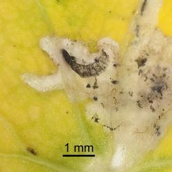 Dead larvae of the New Zealand cress leafminer, Liriomyza watti (Diptera: Agromyzidae). Creator: Tim Holmes. © Plant & Food Research. [Image: 2HYP]