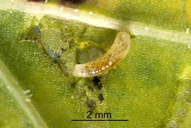 Larva of New Zealand cress leafminer, Liriomyza watti (Diptera: Agromyzidae), dissected from mine leaf in garden nasturtium, Tropaeolum majus (Tropaeolaceae), note white colour of the larva. Creator: Tim Holmes. © Plant & Food Research. [Image: 2HYQ]