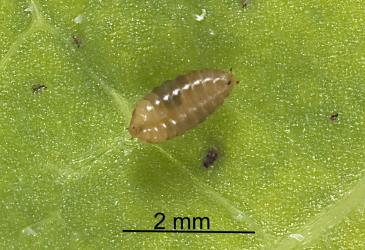 Puparium of New Zealand cress leafminer, Liriomyza watti (Diptera: Agromyzidae). Creator: Tim Holmes. © Plant & Food Research. [Image: 2HYS]