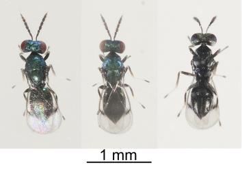 Adult internal larval parastioid of larvae of New Zealand cress leafminer, Liriomyza watti (Diptera: Agromyzidae): dorsal and ventral views. Creator: Tim Holmes. © Plant & Food Research. [Image: 2HYY]