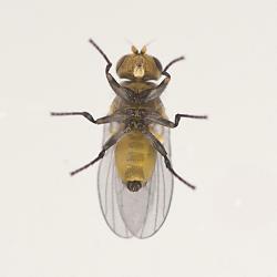 Underside of an adult male New Zealand cress leafminer, Liriomyza watti (Diptera: Agromyzidae), note the black genital capsule at the tip of the abdomen and the pale sternites (ventral abdominal plates). Creator: Tim Holmes. © Plant & Food Research. [Image: 2HZ2]