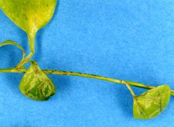 Serpentine leaf mines in a native bitter cress, Cardamine debile (Cruciferae), made by larvae of New Zealand cress leafminer, Liriomyza watti (Diptera: Agromyzidae), note the mine extends into the leaf stalk and plant stem. Creator: Nicholas A. Martin. © Plant & Food Research. [Image: 2HZ9]