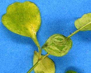 Serpentine leaf mines in a native bitter cress, Cardamine debile (Cruciferae), made by larvae of New Zealand cress leafminer, Liriomyza watti (Diptera: Agromyzidae), note the mine extends into the leaf stalk and plant stem. Creator: Nicholas A. Martin. © Plant & Food Research. [Image: 2HZB]