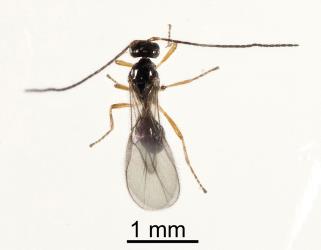 Adult pupal parastioid, Opius sp. (Hymenoptera: Braconidae), of New Zealand cress leafminer, Liriomyza watti (Diptera: Agromyzidae). Creator: Tim Holmes. © Plant & Food Research. [Image: 2HZD]