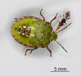Adult shield-bug nymphal parasitoid Aridelus rufotestaceus (Hymenoptera: Braconidae) parasitizing a nymph of Green vegetable bug, Nezara viridula, (Hemiptera: Pentatomidae). © All rights reserved. [Image: 2I69]