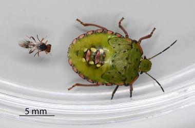 Adult female shield-bug nymphal parasitoid Aridelus rufotestaceus (Hymenoptera: Braconidae) approaching a nymph of Green vegetable bug, Nezara viridula, (Hemiptera: Pentatomidae): note the antennae are now laid back. © All rights reserved. [Image: 2I6B]