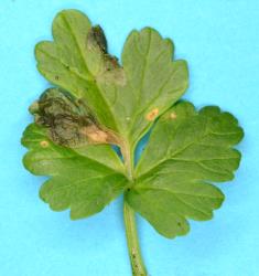 A leaf of New Zealand Celery, Apium prostratum (Umbeliferae), with feeding damage by Coastal Scaptomyza fly, Scaptomyza flavella (Diptera: Drosophilidae). Creator: Nicholas A. Martin. © Plant & Food Research. [Image: 2I6E]