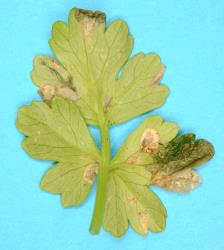 Underside of a leaf of New Zealand Celery, Apium prostratum (Umbeliferae), with feeding damage by Coastal Scaptomyza fly, Scaptomyza flavella (Diptera: Drosophilidae). Creator: Nicholas A. Martin. © Plant & Food Research. [Image: 2I6G]