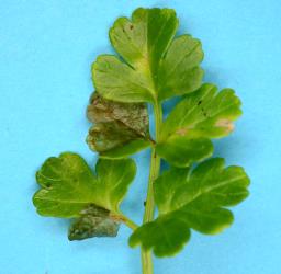 A leaf of New Zealand Celery, Apium prostratum (Umbeliferae), with feeding damage by Coastal Scaptomyza fly, Scaptomyza flavella (Diptera: Drosophilidae), one of the first leaves found with the fly larvae. Creator: Nicholas A. Martin. © Plant & Food Research. [Image: 2I6H]