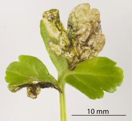 Leaf of New Zealand Celery, Apium prostratum (Umbeliferae), with feeding damage by Coastal Scaptomyza fly, Scaptomyza flavella (Diptera: Drosophilidae). Creator: Tim Holmes. © Plant & Food Research. [Image: 2I6J]