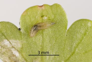 Large larva of Coastal Scaptomyza fly, Scaptomyza flavella (Diptera: Drosophilidae) dissected from leaf of New Zealand Celery, Apium prostratum (Umbeliferae). Creator: Tim Holmes. © Plant & Food Research. [Image: 2I6K]