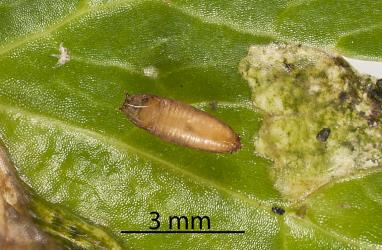 Puparium of Coastal Scaptomyza fly, Scaptomyza flavella (Diptera: Drosophilidae) on a leaf of New Zealand Celery, Apium prostratum (Umbeliferae). Creator: Tim Holmes. © Plant & Food Research. [Image: 2I6M]