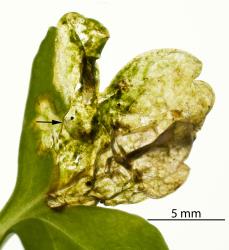 Large larva of Coastal Scaptomyza fly, Scaptomyza flavella (Diptera: Drosophilidae) feeding in leaf of New Zealand Celery, Apium prostratum (Umbeliferae): the arrow points to the larva, one of the first found in in a leaf mine. Creator: Tim Holmes. © Plant & Food Research. [Image: 2I6N]