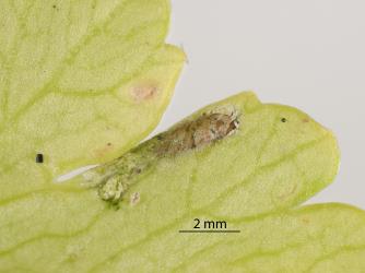 Puparium of Coastal Scaptomyza fly, Scaptomyza flavella (Diptera: Drosophilidae) in a leaf of New Zealand Celery, Apium prostratum (Umbeliferae). Creator: Tim Holmes. © Plant & Food Research. [Image: 2I6R]