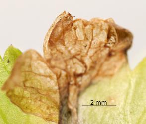Puparium of Coastal Scaptomyza fly, Scaptomyza flavella (Diptera: Drosophilidae) in a leaf of New Zealand Celery, Apium prostratum (Umbeliferae). Creator: Tim Holmes. © Plant & Food Research. [Image: 2I6T]