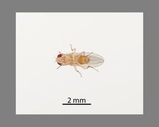 Underside of an adult male Coastal Scaptomyza fly, Scaptomyza flavella (Diptera: Drosophilidae). Creator: Tim Holmes. © Plant & Food Research. [Image: 2I6X]