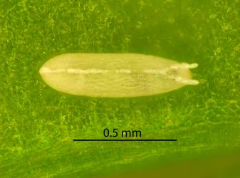 Egg of Coastal Scaptomyza fly, Scaptomyza flavella (Diptera: Drosophilidae). Creator: Nicholas A. Martin. © Landcare Research. [Image: 2I74]