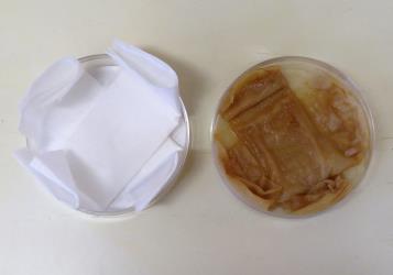 Dish with tissue paper before and after adding juice from a container of rotting celery (Apium sp.) leaves. Creator: Nicholas A. Martin. © Nicholas A. Martin. [Image: 2I7C]