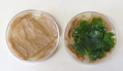 Dish with tissue paper before and after adding juice from a container of rotting celery (Apium sp.) leaves and second dish to which bruised leaves have been added. Creator: Nicholas A. Martin. © Nicholas A. Martin. [Image: 2I7E]